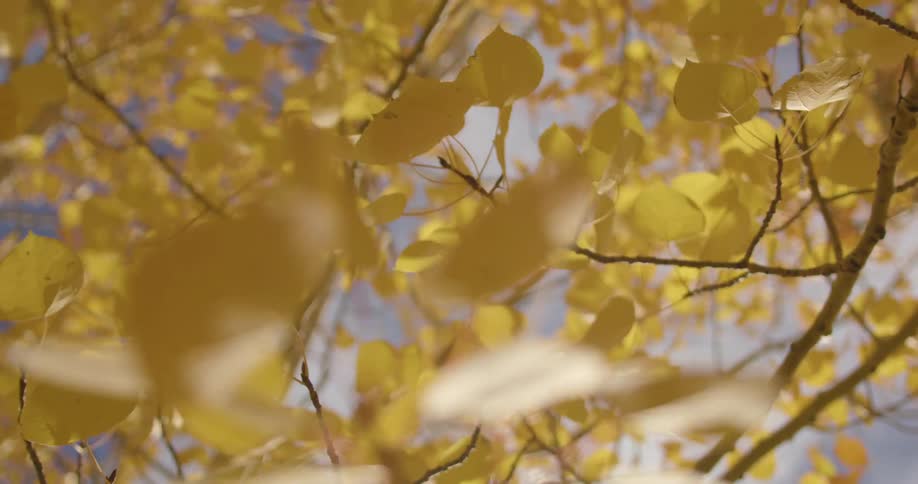 Leaves blowing in a tree