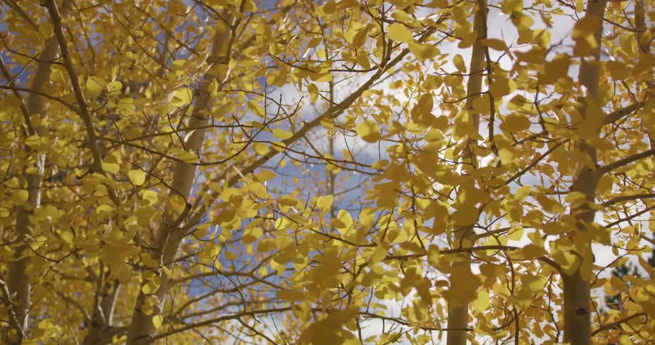 Wind blowing through autumn leaves on trees in the daytime