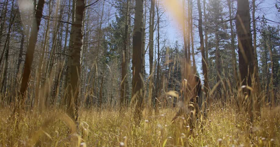 A woman is walking outdoors in the grass