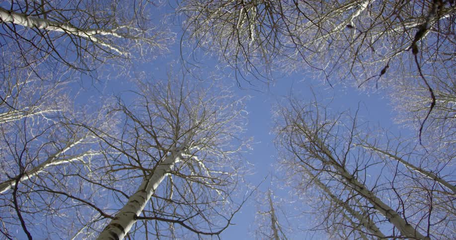 Tall birch trees with bare branches high in a clear blue sky