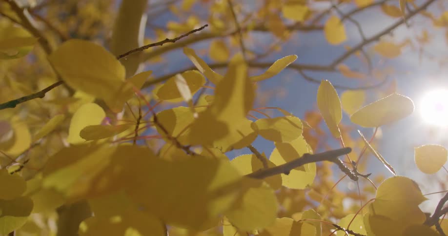 Yellow leaves on tree branches blowing in the wind