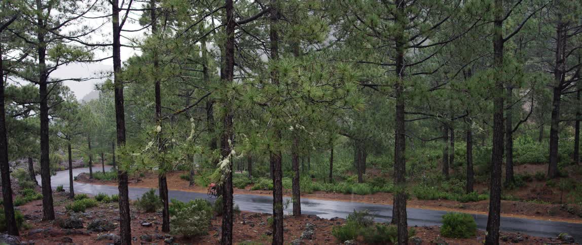 wide shot of a cyclist riding a bike through a forest road while its snowing
