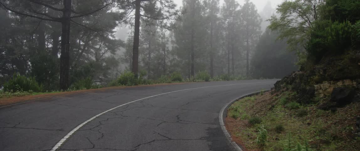 Two lane forest grove road with many trees and fog around the bend
