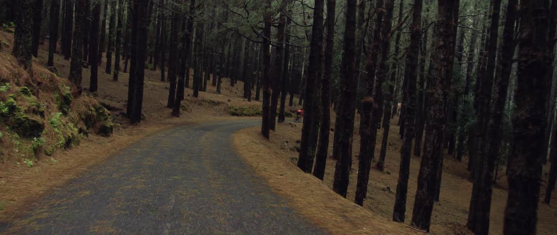 Forest road with many trees around and a cyclist riding a bicycle in the distance
