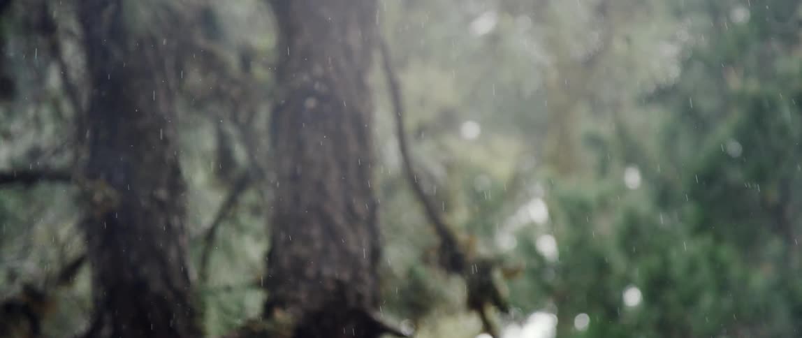 Rain is falling over trees and plants