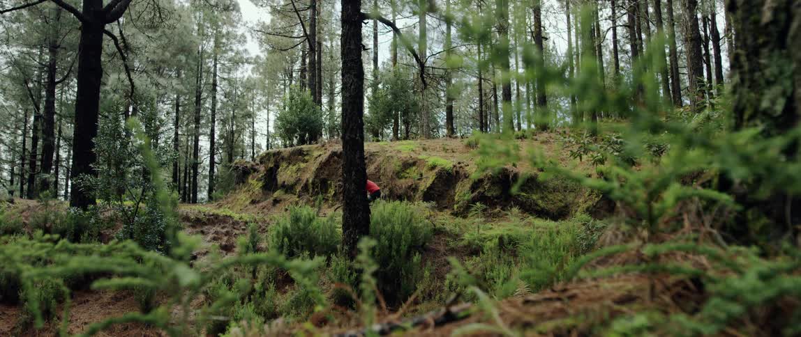 cyclist riding through an old overgrown forest with green moss