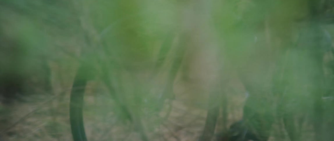 silhouette of a cyclist emerging into focus cycling through a forest landscape