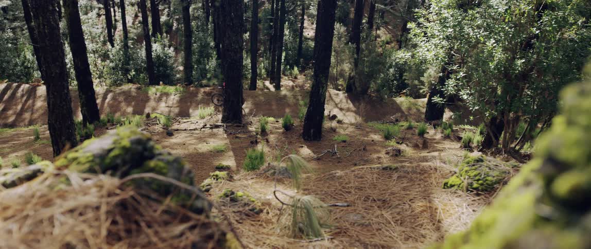 wide angle push in of a cyclist pedaling up hill through a scenic forest with black tree trunks