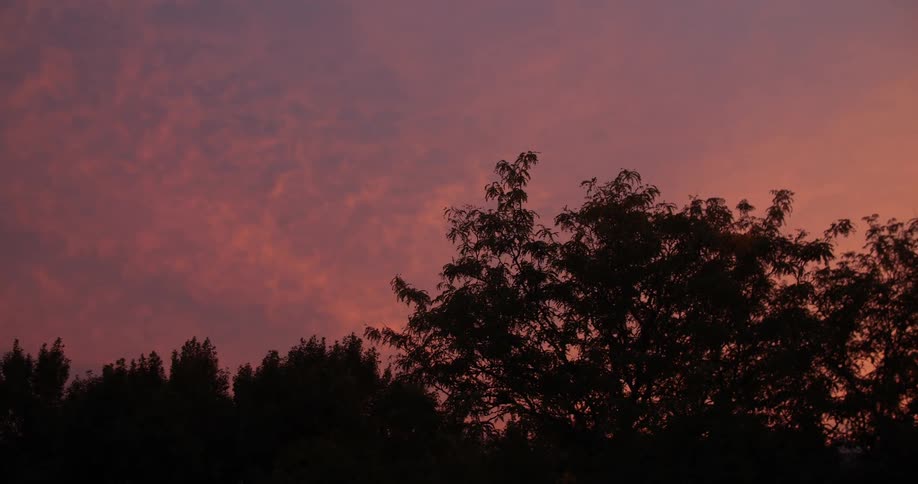 Treeline with a pink sky in the background
