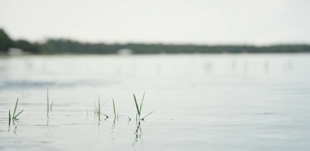Blades of grass stick up from under a lake