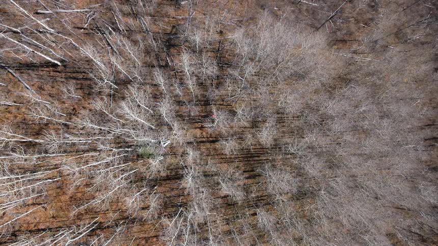 Aerial view of trees