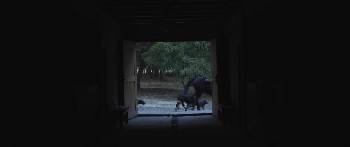 Rancher on a horse and dogs go off on a walk