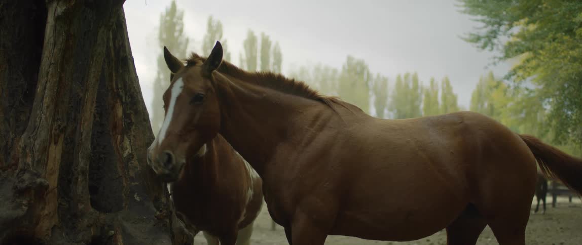 Horses licking food from the hole on a tree in a corral