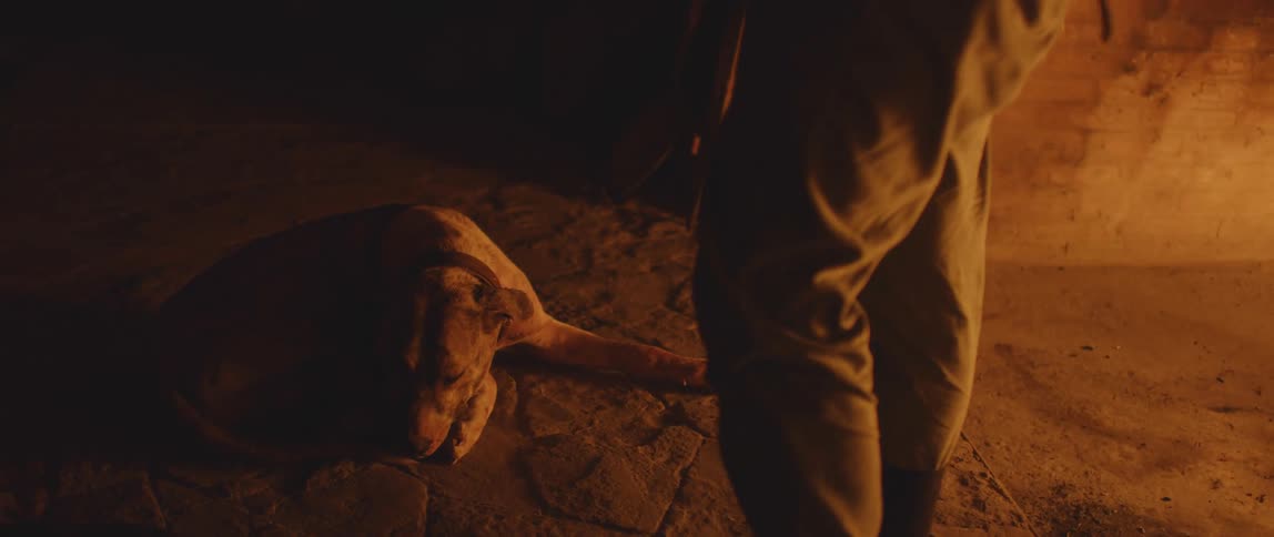 A dog is lying on a dirt ground with a person standing next to it