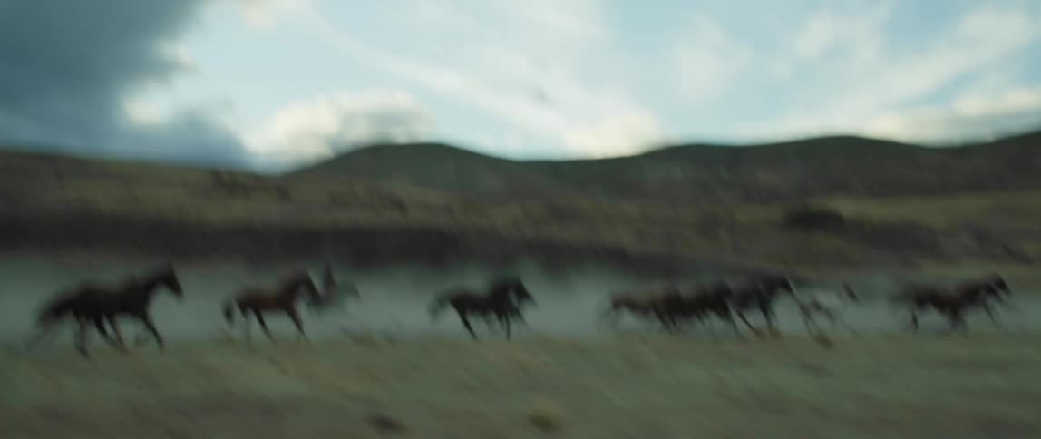 Horses are running outdoors in spring
