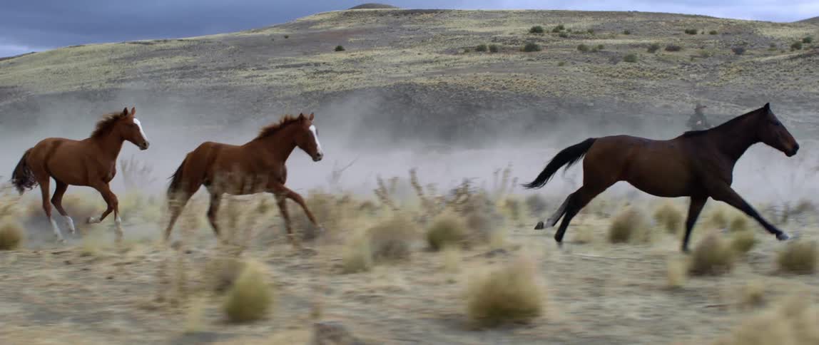 Cowboy rides parallel to running herd of horses near hills
