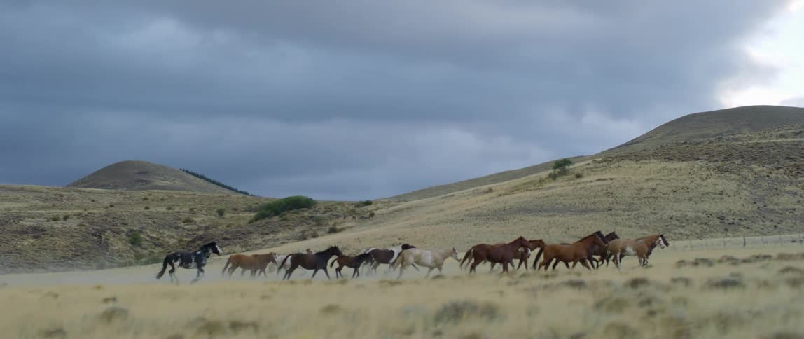 A group of horses are running on grass outdoors surrounded by hills