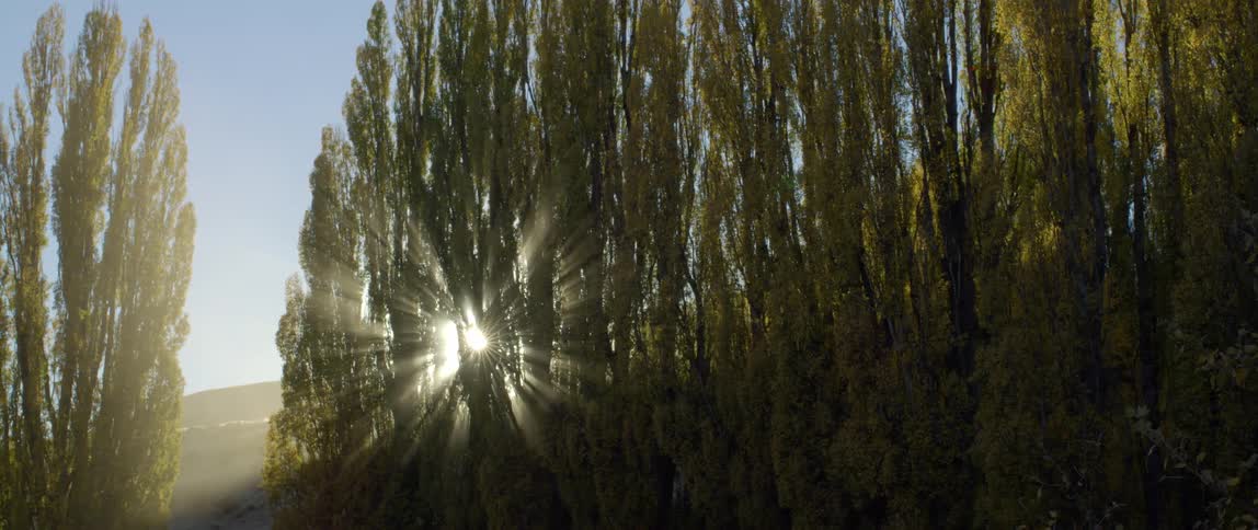 Sun shines through trees and shrubs on a clear day