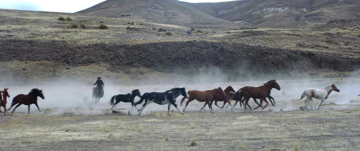 Running horses kick up dust as a rancher directs them to all head in the same direction