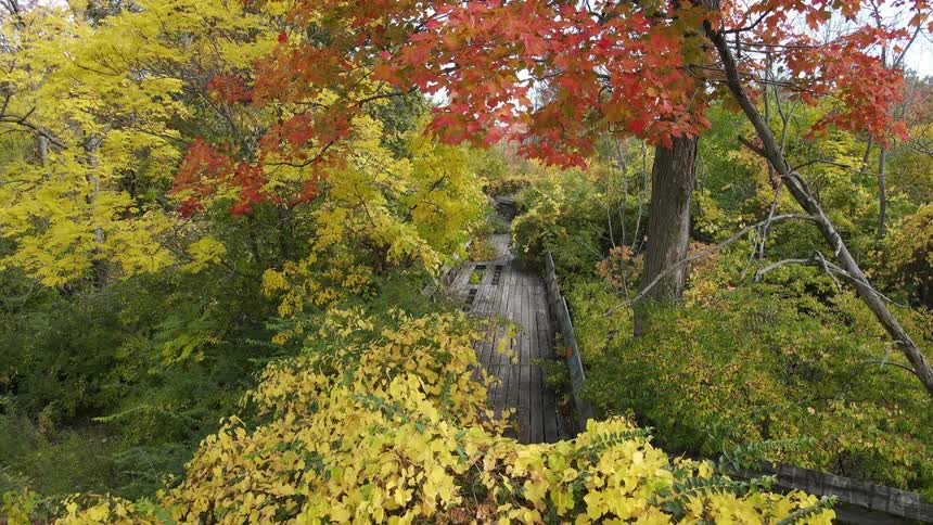 Wooden footbridge in autumn forest