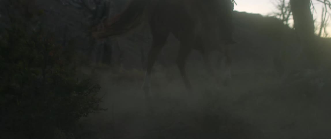 A horse runs scared through a forest