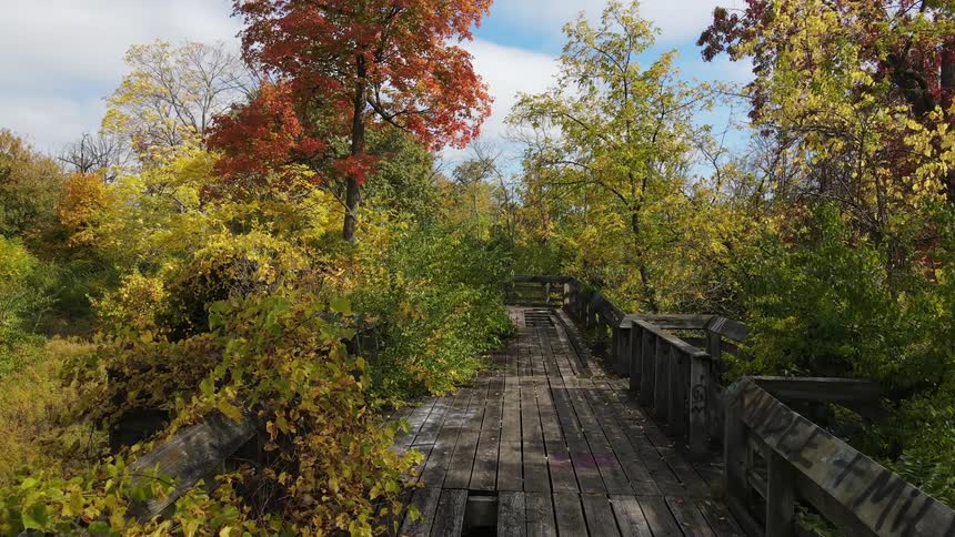 An elevated wooden walkway in a woodland on a sunny day