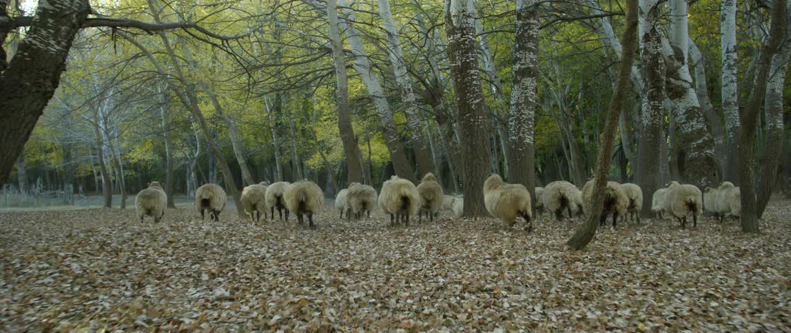 Herd of sheep running over the fallen leaves in a forest