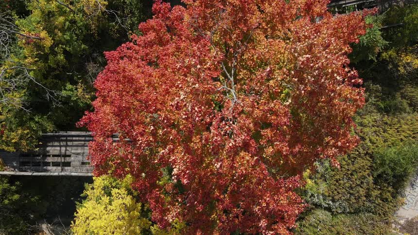 Fall leaves on trees in a forest