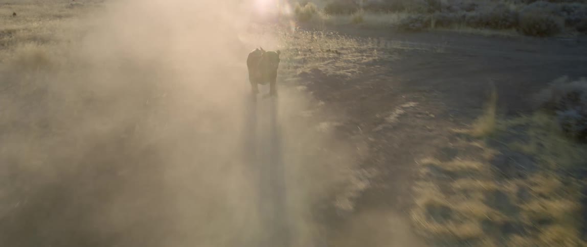 A dog is running outdoors at dusk