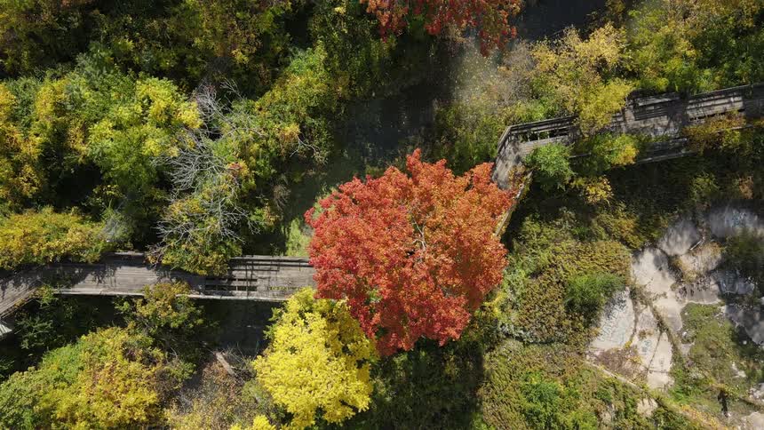 Top down view of the colorful tree tops over a wooden bridge in a park