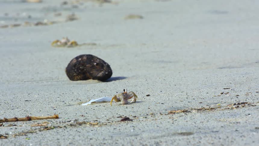 A small fiddler crab walks sideways along a sandy ocean beach