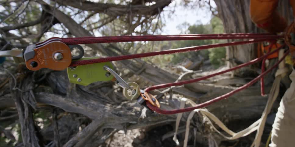 Person securing ropes to a tree
