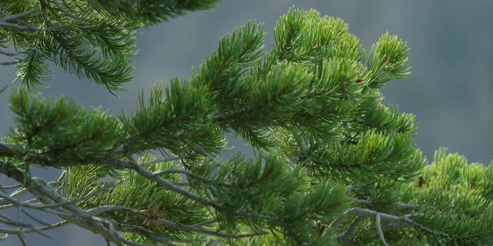 Pine tree branches swaying in the breeze