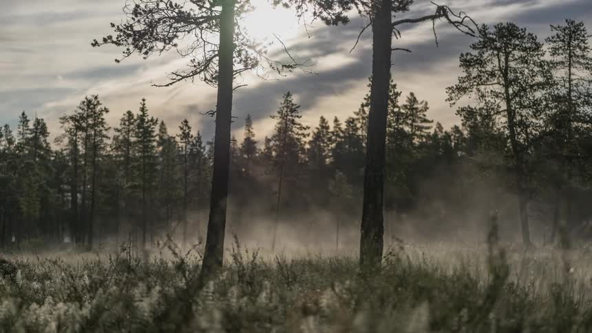 A light fog flowing through a pine tree forest