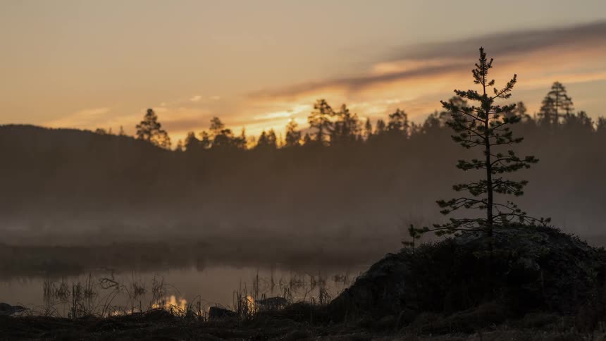 Fog rolling over at sunset behind a lone pine tree
