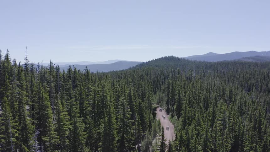 Cars are driving through the forest