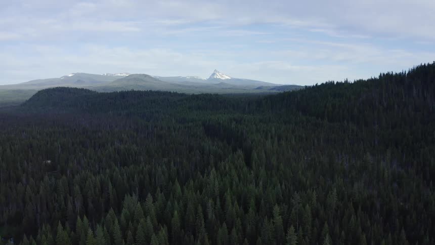 An aerial view of trees in a forest