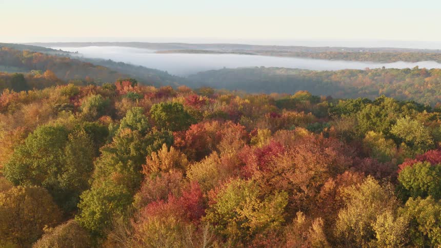 Slow pullback reveal of blazing woodland color as the leaves change in misty autumn air