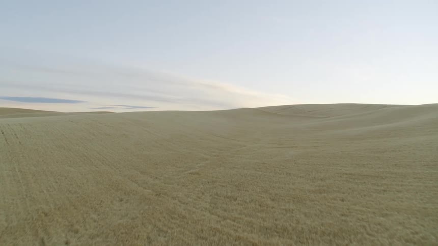 Skimming low over rolling hills of golden wheat at first morning light