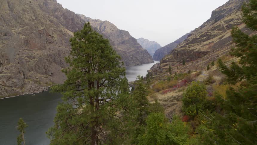 Revealing tall mountains and a beautiful river canyon from behind a stand of pine trees