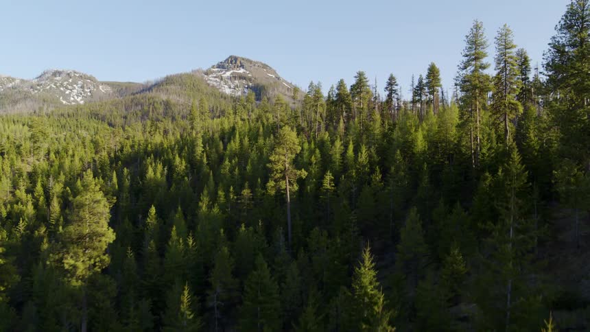 Ascending through the trees of a mountainside slope to reveal a high elevation alpine forest