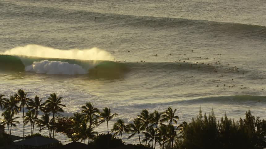 Birds float in on the ocean waves behind palm trees and other pants at sunrise or sunset