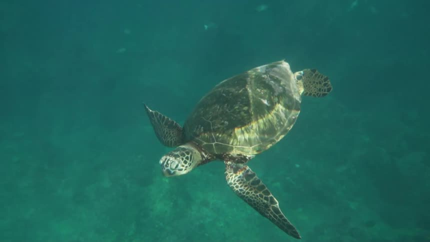 A turle is swimming in the ocean