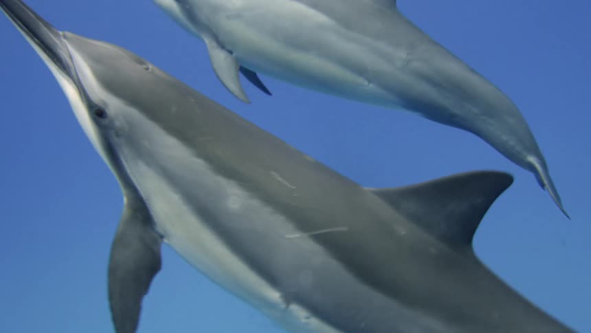 Underwater footage of a pod of spinner dolphins swimming up in the clear blue ocean waters