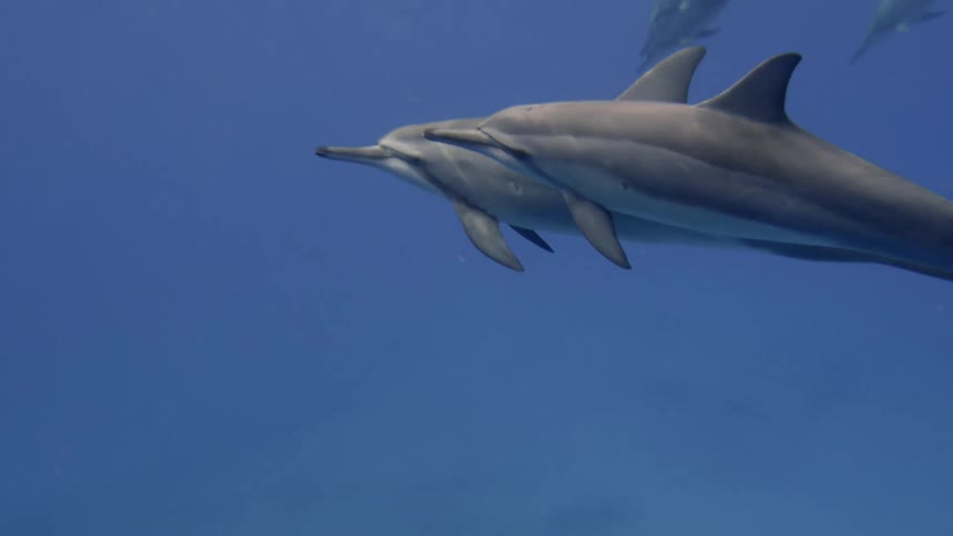 Dolphins are swimming in the ocean