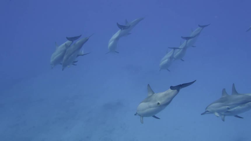 A pod of dolphins swims together through clear blue ocean water