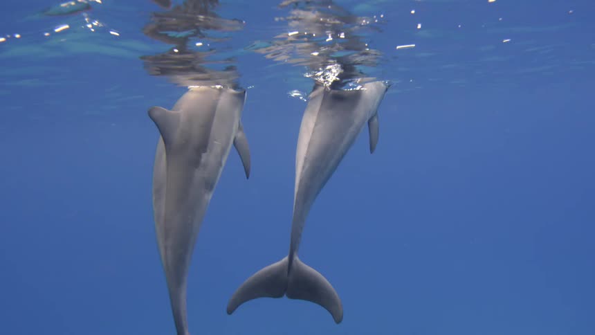 A pair of dolphins swim together underwater