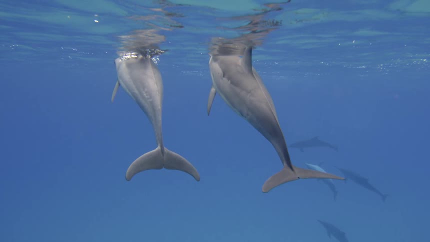 Dolphins are swimming in the ocean