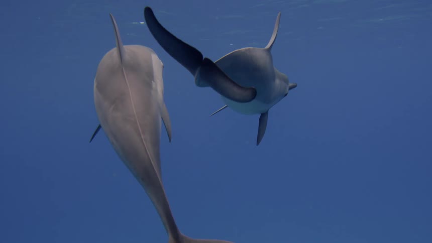 Dolphins are swimming in the ocean
