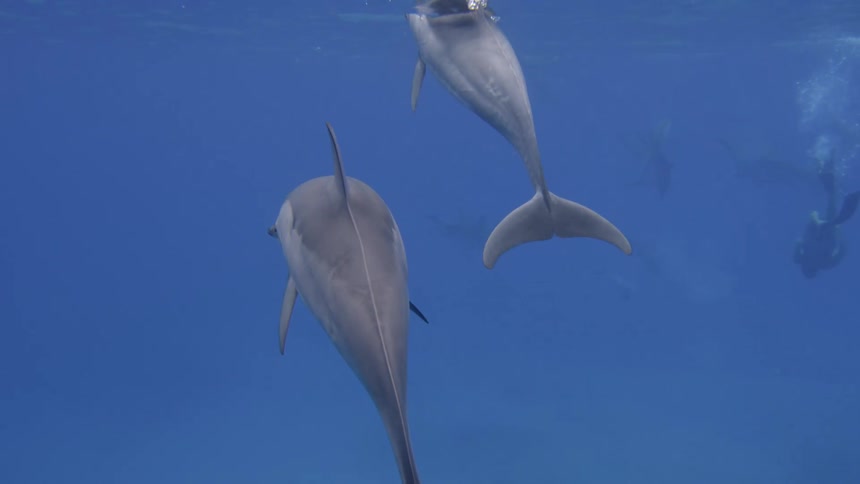 Dolphins are swimming in the ocean